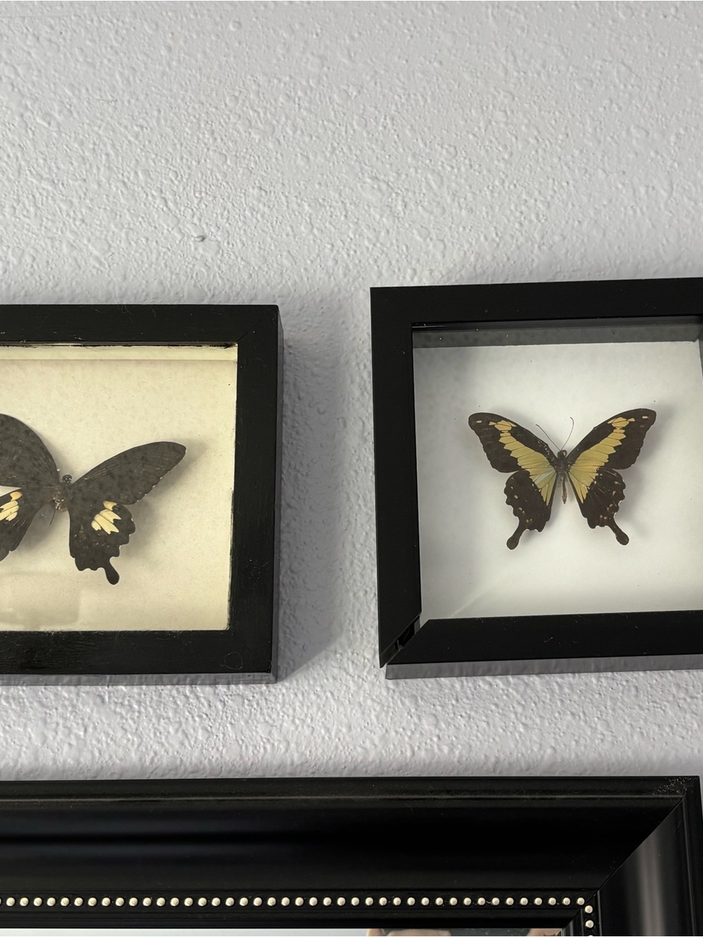 Black Framed Butterfly Taxidermy Boxes (2)